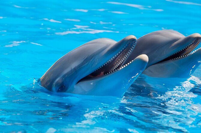 2-Hour Dolphin Sunset Tour from Giardini Naxos - Dolphin Spotting Without Guarantee Pressure