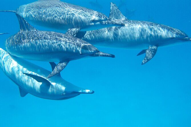 2-Hour Dolphin Sunset Tour from Giardini Naxos - The Small-Group Advantage (And Why It Matters)