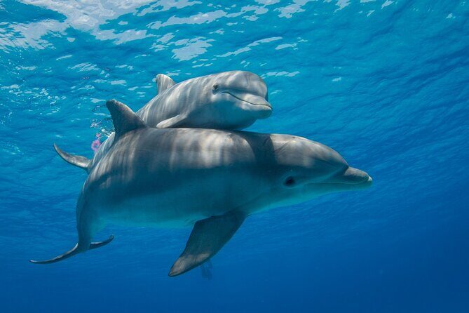 2-Hour Dolphin Sunset Tour from Giardini Naxos - Two Hours on the Water: What the Time Feels Like