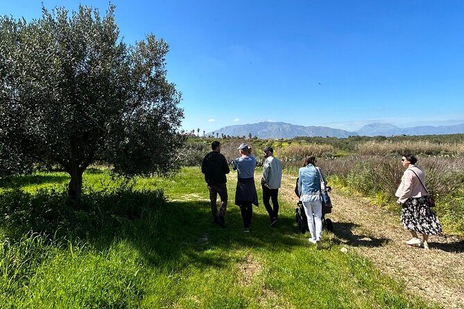 Balestrate Olive Grove Tour: Wine and Olive Oil Tasting - The Two-Hour Flow: Olive Grove First, Then the Sicilian House