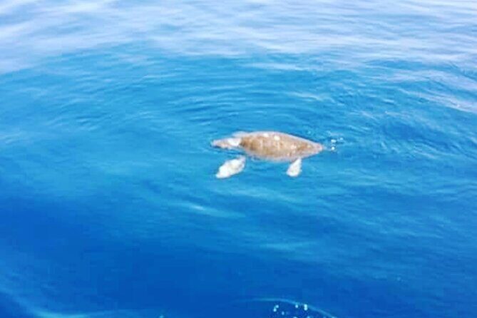 Boat trips with Zorro - Price and Value: Why $116 Can Work for an 8-Hour Day