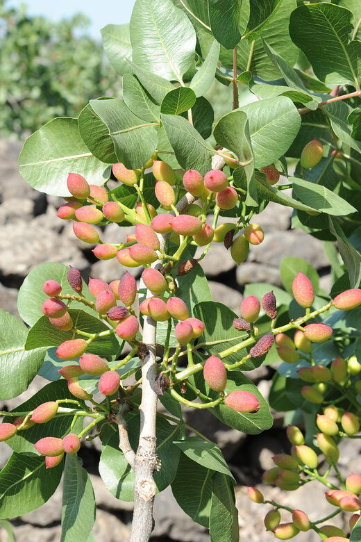 Bronte: Tour e degustazione nelle piantagioni di pistacchi - Bronte pistachios: what you’ll learn before you taste