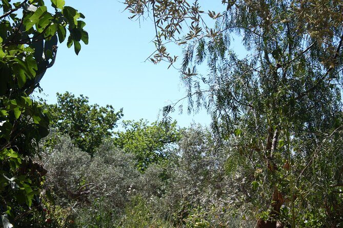 Cooking class in the countryside with Simona - The menu moves across Sicily: from starter plates to meat and veg mains