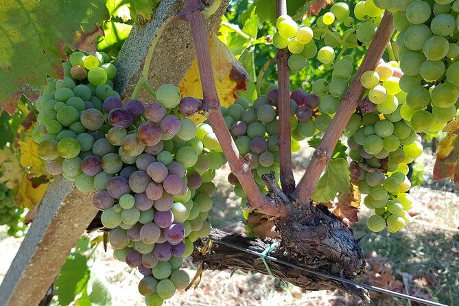 Etna DOC & Organic Wine tasting and tour of the 1815 historic winery - How the 1 Hour 45 Minute Etna DOC Tour Really Moves