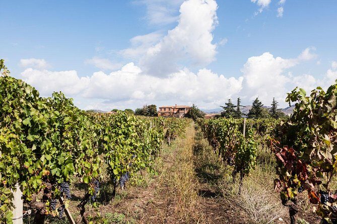 Etna DOC & Organic Wine tasting and tour of the 1815 historic winery - Underground Wine Cellar Tour: A Cooler Pause Before the Tastings