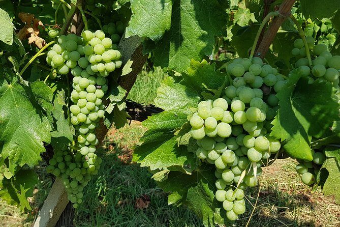Etna DOC & Organic Wine tasting and tour of the 1815 historic winery - The Tasting: Four Etna DOC Organic Wines With Local Food That Actually Fits