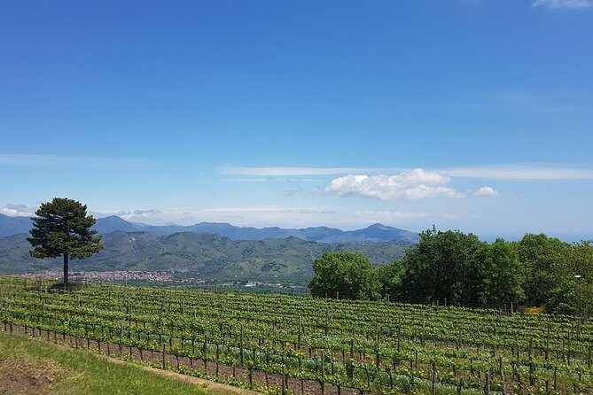 Etna Easy & Winery from Messina, Catania or Taormina/G. Naxos - A one-day Etna and winery plan from your hotel zone