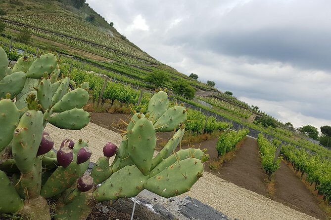 Etna Easy & Winery from Messina, Catania or Taormina/G. Naxos - Price and value: is $304.18 per person fair?
