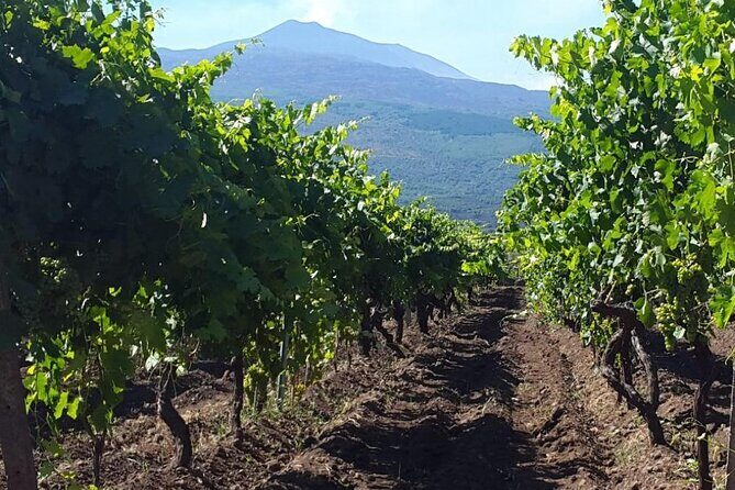 Etna excursion and wine tasting with Sicilian lunch - Etna Winery Lunch in the Cellar and the Wine Tasting Format