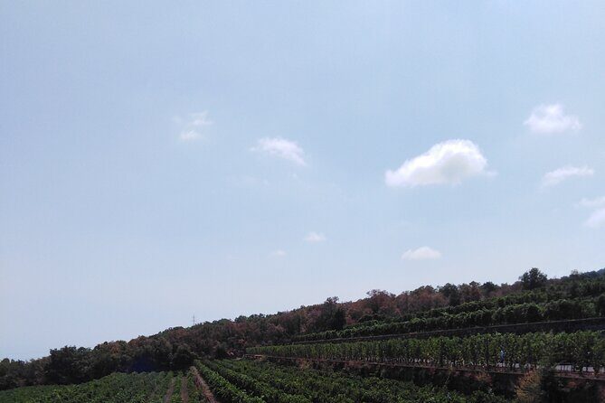 Etna private tour with wine cellar gambino lunch and wine tasting - Price and value: what you get for about $280.23 per person