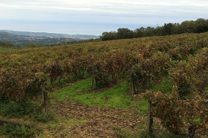 Etna Tour and Lunch in a Winery with Wine Tasting - The driver-guide makes the day (and English can vary)
