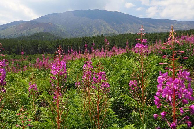 Etna Tour in 4x4 - Price and Value: Does $90.58 Make Sense?