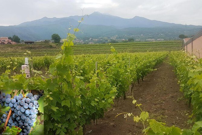 Etna trekking and wine tasting - Getting to the volcano: pickup timing and how the day stays on track