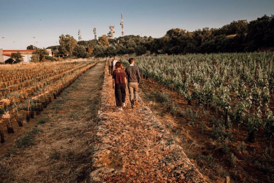 Etna Urban Winery - Tasting, sicilian platter and self tour - The vineyard trail: urban trekking, dry-stone walls, and city pressure