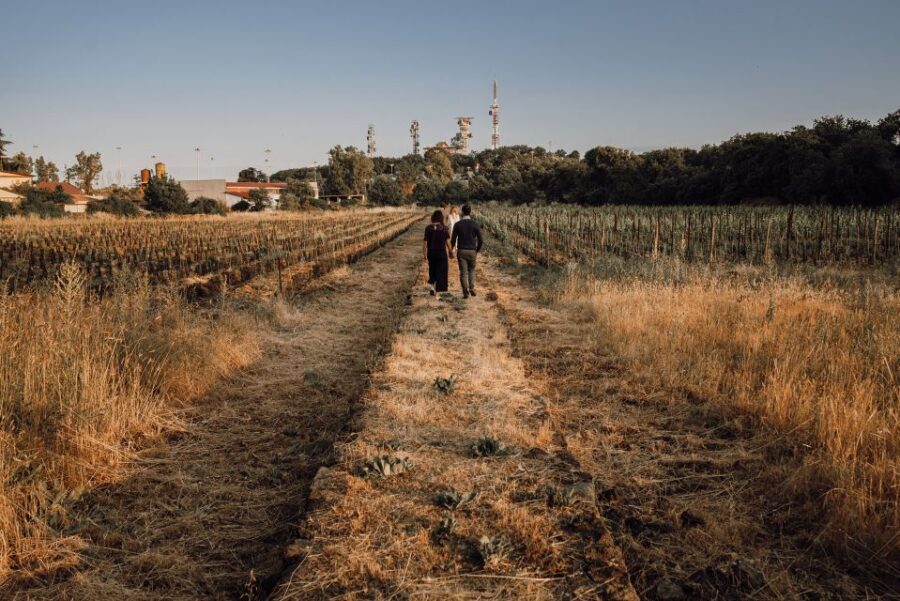 Etna: Urban Winery, Vineyards Walk & Wine Tasting at Sunset - The vineyard trail: urban vineyards, dry-stone walls, and a slow look at how the city changed