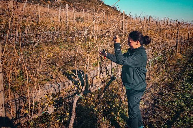 Etna Wine and Food Volcanic Day Tour - Private Experience - Price and value: when $280 per person makes sense
