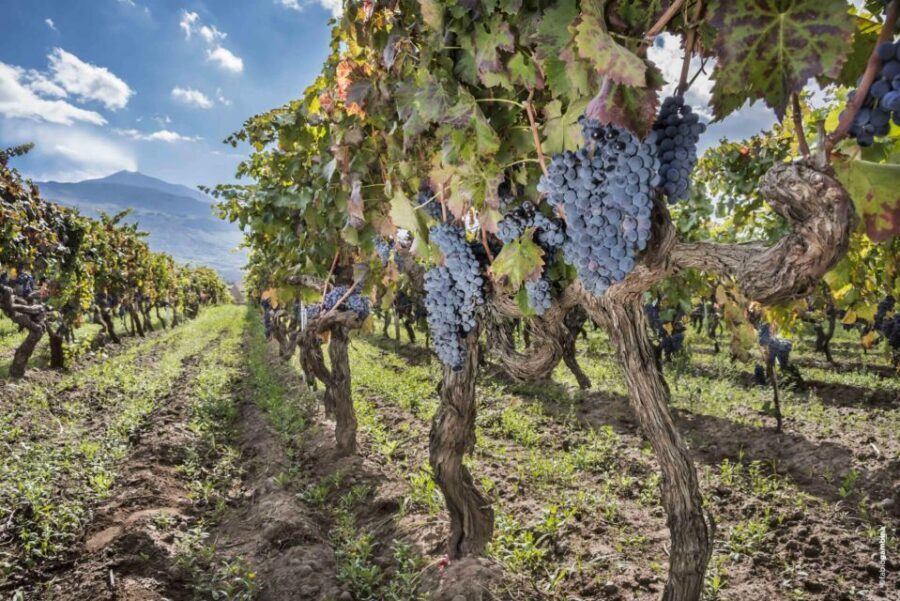 Etna & Wine Private Day Tour - Wine tasting on Etna: what to look for in the glass