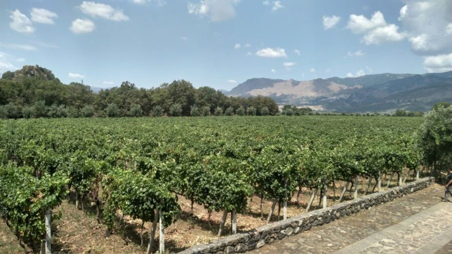 Etna: Wine Tasting and Food Tour - Why Etna and Zafferana Etnea make this wine day work