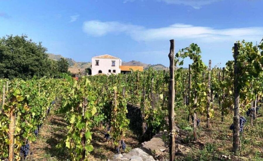 Etna: Wine Tasting and Food Tour - Zafferana Etnea honey stop: lava-front town views and real local products