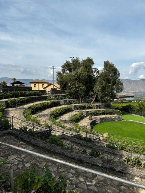 Etna: Wine Tasting and Food Tour - Winery visit number one: how Etna wines are made, from vines to bottles