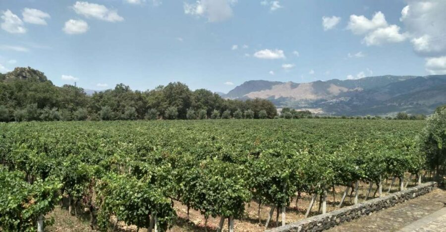 Etna: Wine Tasting and Food Tour - The Catania pickup and the van ride you’ll actually enjoy