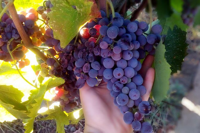 Etna Wineries Tour - Small Groups from Taormina - Who this tour suits best (and who should adjust expectations)
