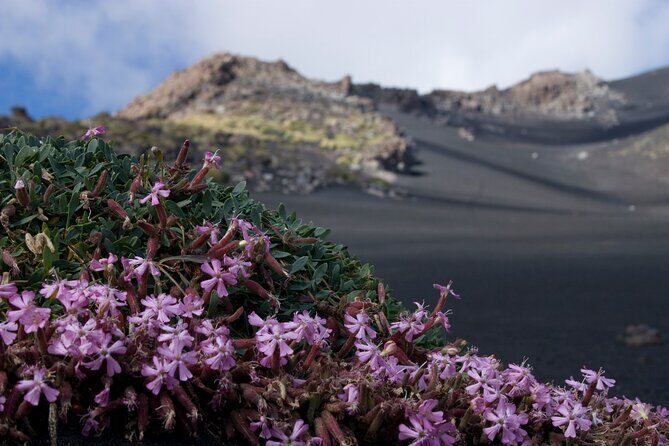Etna's Hidden Gems - Trek Valle Bove & Lava Tunnel with Gear - Price and Value: What $78.61 Covers (and What It Doesn’t)