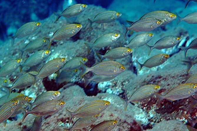 Exciting PADI Discover Scuba Diving Experience Isola Bella Marine Park Taormina - After Scuba: Wine, Almond Biscuits, and Music on the Return