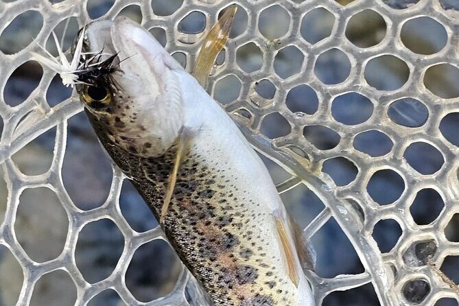 From Catania, Syracuse and Taormina: fly fishing experience - Appennino Siculo: making sense of 5 hours of fishing time