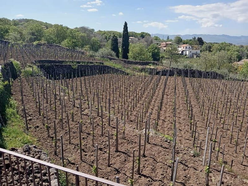 From Taormina: Etna Walking Tour and Wine Tasting in Winery - Price and Value: is €/$180 worth it?