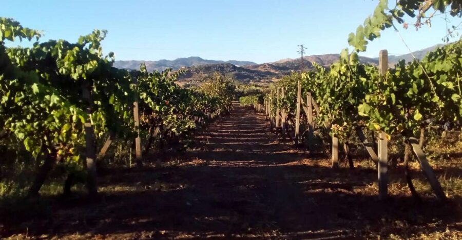 From Taormina: Etna Wineries Small Group Tour - From Taormina to Etna: why this wine day feels local