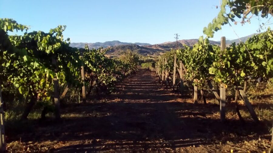 From Taormina: Etna Wineries Small Group Tour - Price and value: is $157.47 a smart deal?