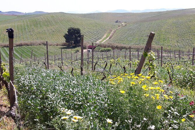 Full-Day Wine Tour in Western Sicily - The Countryside Route: Where You Gain Context