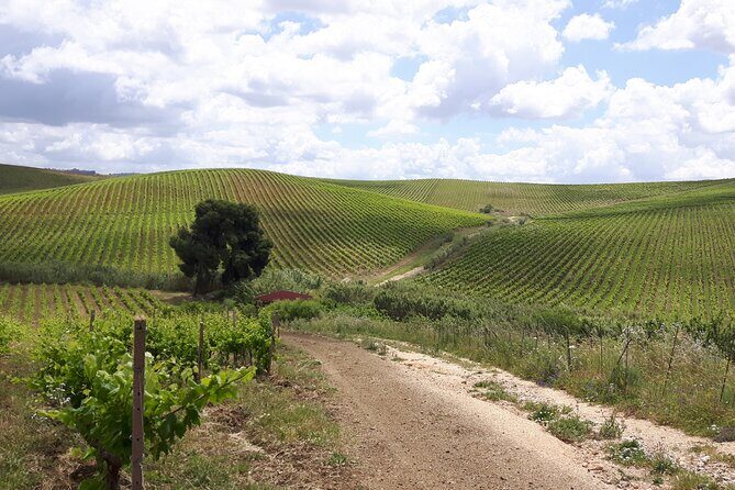 Full-Day Wine Tour in Western Sicily - Lunch in a Sicilian Winery Setting