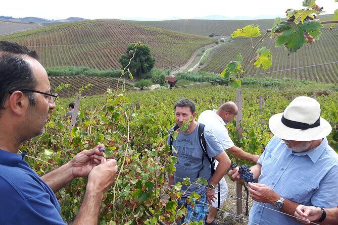Full-Day Wine Tour in Western Sicily - The Flexible Itinerary Benefit (And the One Catch)