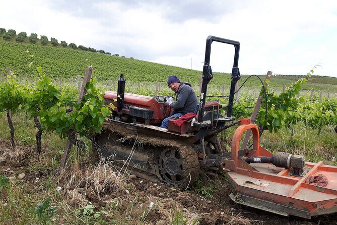 Full-Day Wine Tour in Western Sicily - The People Factor: Why the Day Feels Personal
