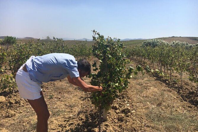 Full-Day Wine Tour in Western Sicily - What Makes the Tasting Different: Winery Visits, Not Just Samples