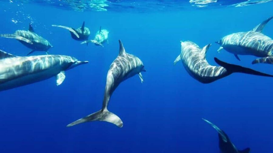 Giardini Naxos: Semi-Submarine Tour to Isola Bella - Giardini Naxos stop: first seabed sightings and photo moments