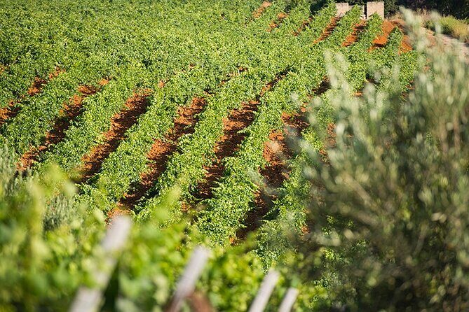Gourmet Pizza Workshop and Wine Tasting - The Augustali farm walk: olive grove, wheat field, and aromatic stops