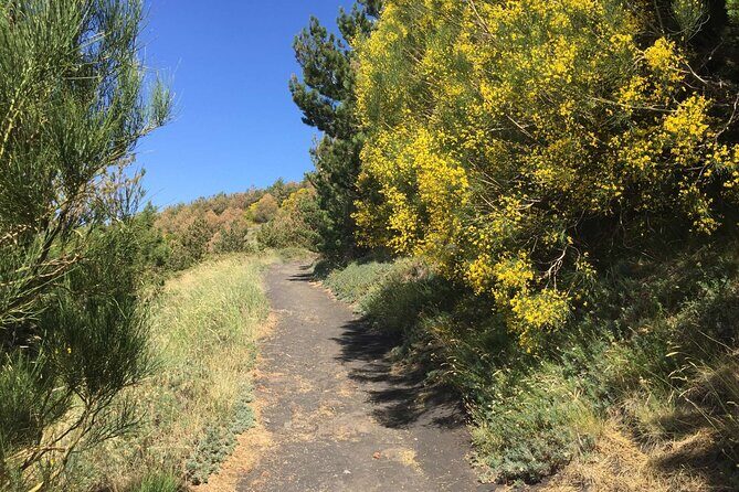 Half day Trekking Tour on Etna - The 1991–1993 lava front and Oro d’Etna tasting
