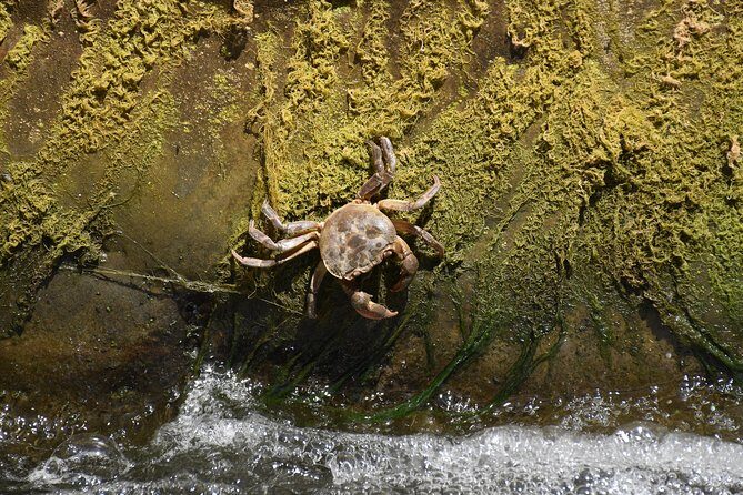 Inflatable boat excursion Gole di Tiberio on the Madonie near Cefalù - The Pollina River walk: downstream or upstream, and how that changes the day