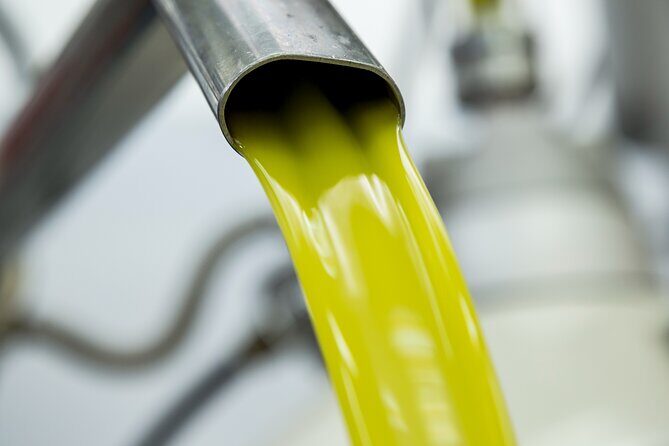 Olive harvest, visit to the oil mill and typical lunch - Joining the Olive Harvest: Hands-On, Practical, and Fun