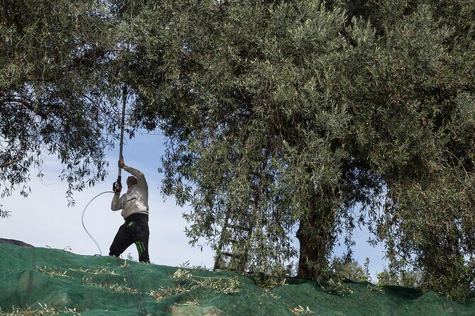 Olive harvest, visit to the oil mill and typical lunch - The Sicilian Lunch You’ll Actually Remember