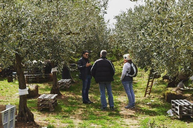 Olive Oil Experience - Price and timing: is $266.06 per person good value?