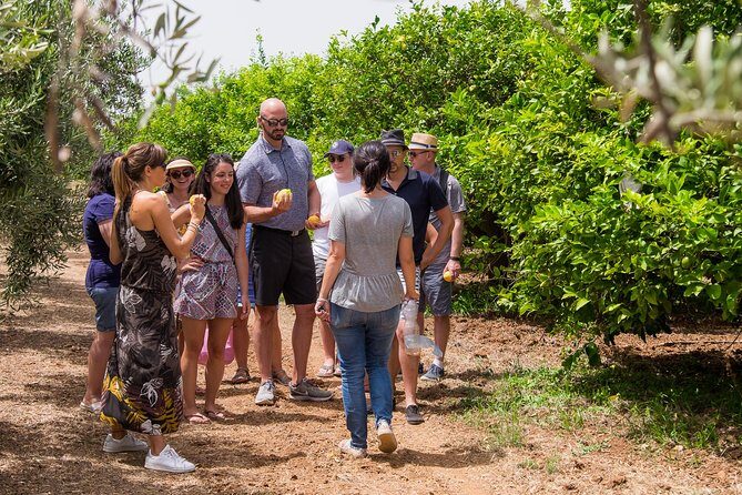 Olive oil tasting in Syracuse, Sicily - Evoo Tour - What the price gets you (and why it can be worth $96.11)