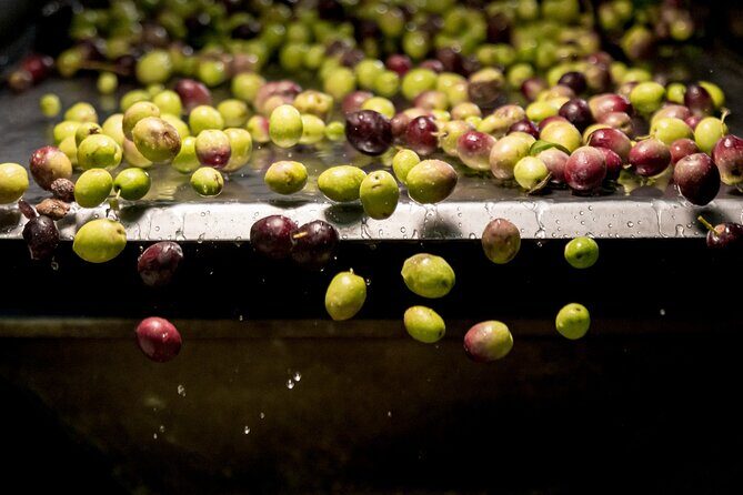 Olive Oil Tour Visit to the oil mill and olive oil tasting - Key highlights you’ll care about