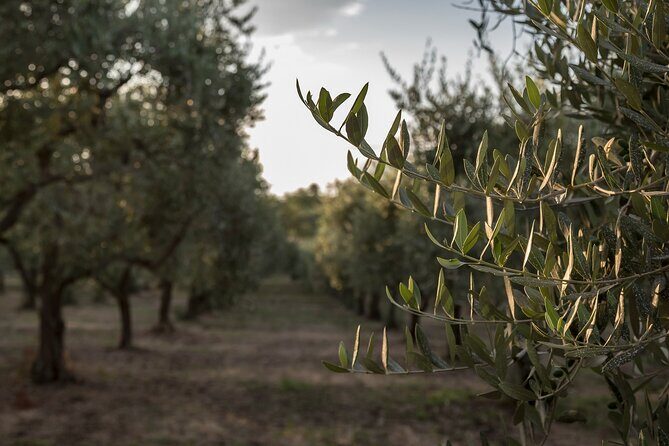 Olive Oil Tour Visit to the oil mill and olive oil tasting - Opening welcome and your first taste signals