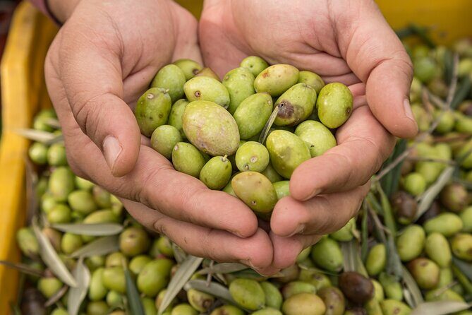 Olive Oil Tour Visit to the oil mill and olive oil tasting - Walking the olive grove: where the tour makes its promise