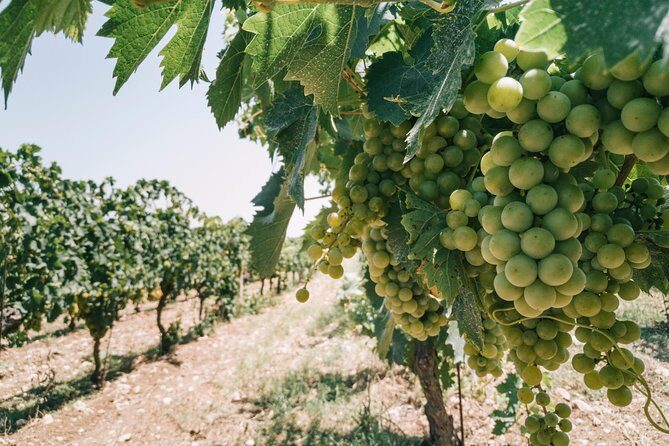 Origins - Why This Siracusa Moscato Experience Feels More Than Just a Tasting