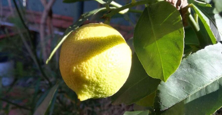 Palermo: Cooking and Limoncello Class - Key things I’d watch for before you go